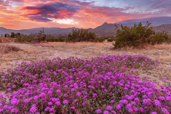 Framed Print : Sand verbena wildflowers with San Jacinto Mountains at sunrise in Palm Springs, California, USA