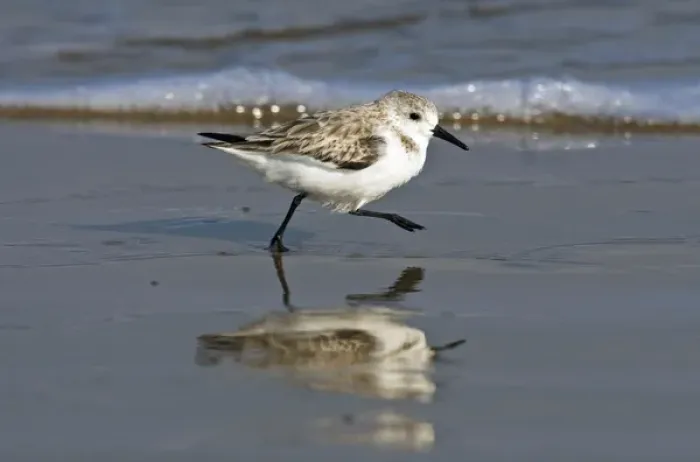 Framed Print : Sanderling (Calidris alba) running on wet beach, Gulf of Mexico, south Texas, USA, winter Framed Print : Sanderling (Calidris alba) running on wet beach, Gulf of Mexico, south Texas, USA, winter
