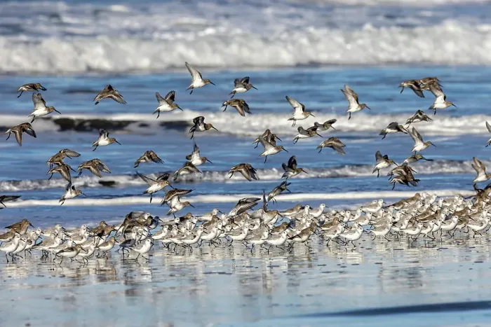 Framed Print : Sanderlings take flight along the Pacific Ocean surf at Cape Disappointment State Park in Washington State, USA