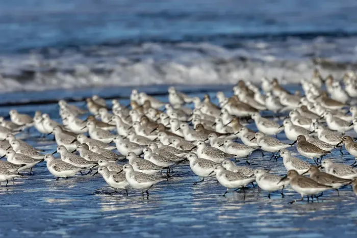 Framed Print : Sanderlings in the Pacific Ocean surf at Cape Disappointment State Park in Washington State, USA Framed Print : Sanderlings in the Pacific Ocean surf at Cape Disappointment State Park in Washington State, USA