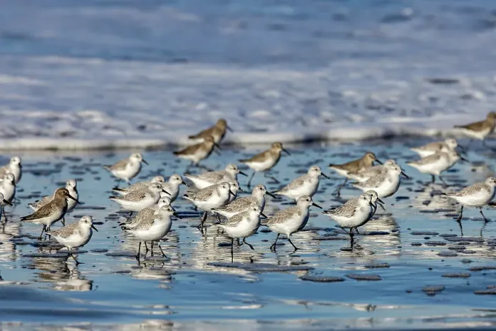 Framed Print : Sanderlings in the Pacific Ocean surf at Cape Disappointment State Park in Washington State, USA