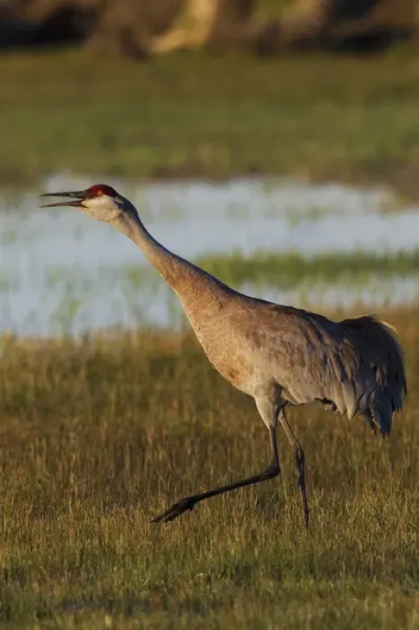 Framed Print : Sandhill Crane Calling Framed Print : Sandhill Crane Calling