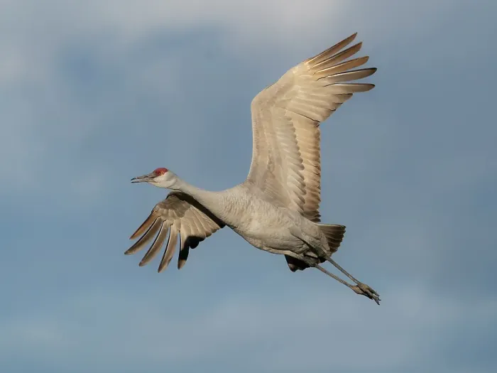 Framed Print : Sandhill crane calling while flying, Bernardo Wildlife Area, New Mexico Framed Print : Sandhill crane calling while flying, Bernardo Wildlife Area, New Mexico