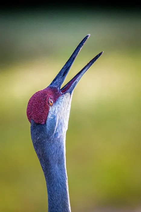 Framed Print : A sandhill crane calls out with a loud bugle-like voice