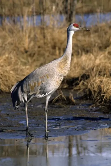 Framed Print : Sandhill crane Canada Framed Print : Sandhill crane Canada