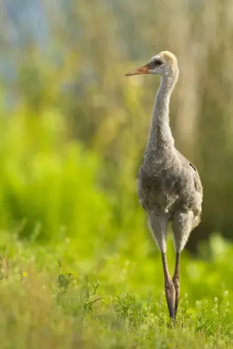 Framed Print : Sandhill crane chick, Grus canadensis, Viera wetlands, Florida