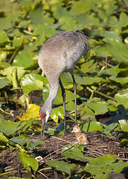 Sandhill crane chick just born with parent at nest on lotus pond, Grus canadensis