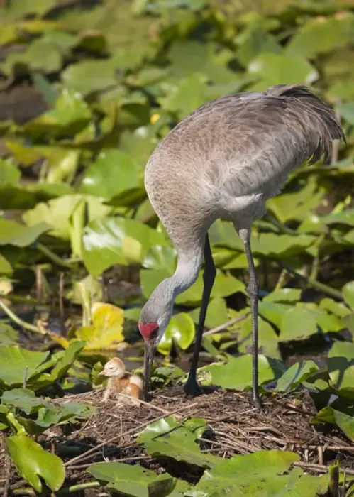Framed Print : Sandhill crane chick just born with parent at nest on lotus pond, Grus canadensis Framed Print : Sandhill crane chick just born with parent at nest on lotus pond, Grus canadensis