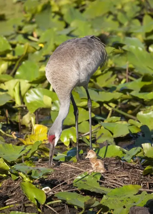 Framed Print : Sandhill crane chick just born with parent at nest on lotus pond, Grus canadensis Framed Print : Sandhill crane chick just born with parent at nest on lotus pond, Grus canadensis