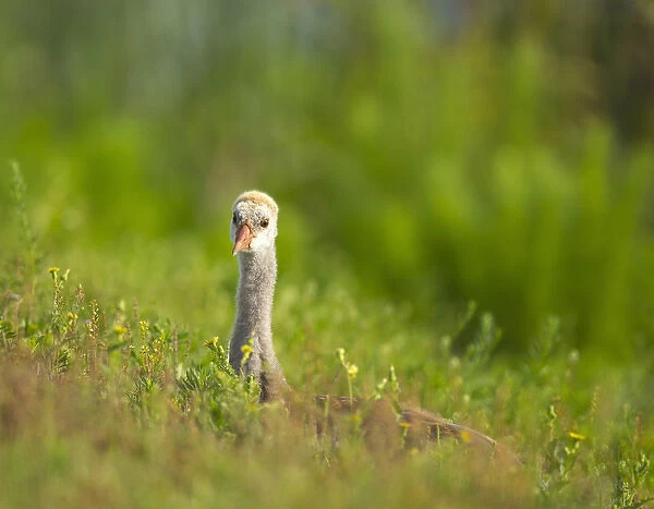 Sandhill crane chick resting in grass, Grus canadensis, Viera wetlands, Florida