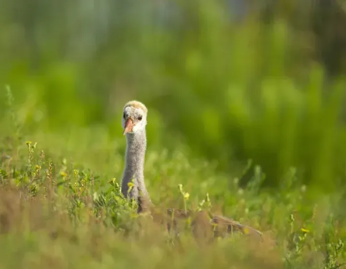 Framed Print : Sandhill crane chick resting in grass, Grus canadensis, Viera wetlands, Florida