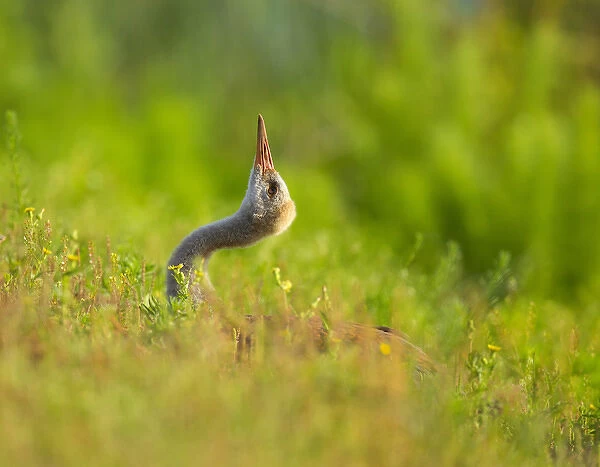 Sandhill crane chick stretching in grass, Grus canadensis, Viera wetlands, Florida