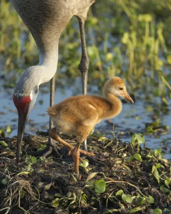 Framed Print : Sandhill crane with both colt on nest, Grus canadensis, Florida, wild Framed Print : Sandhill crane with both colt on nest, Grus canadensis, Florida, wild