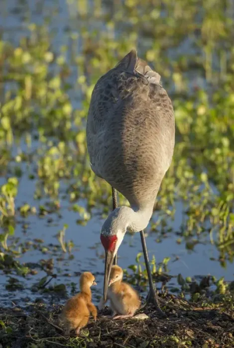 Framed Print : Sandhill crane with both colts, Grus canadensis, Florida, wild