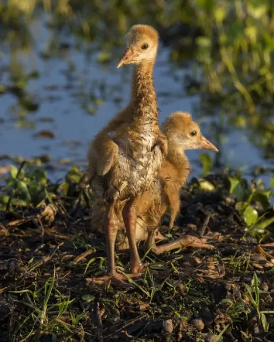 Framed Print : Sandhill crane colts on nest, Grus canadensis, Florida, wild Framed Print : Sandhill crane colts on nest, Grus canadensis, Florida, wild