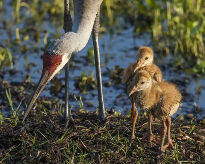 Framed Print : Sandhill crane colts on nest with parent, Grus canadensis, Florida, wild Framed Print : Sandhill crane colts on nest with parent, Grus canadensis, Florida, wild