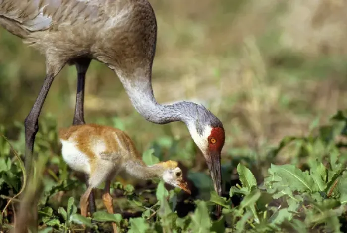 Framed Print : Sandhill crane with days old chick. Grus canadensis, Myakka River State Park, FL (wild) Framed Print : Sandhill crane with days old chick. Grus canadensis, Myakka River State Park, FL (wild)