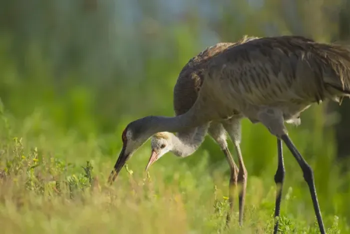 Framed Print : Sandhill crane feeding chick, Grus canadensis, Viera wetlands, Florida Framed Print : Sandhill crane feeding chick, Grus canadensis, Viera wetlands, Florida