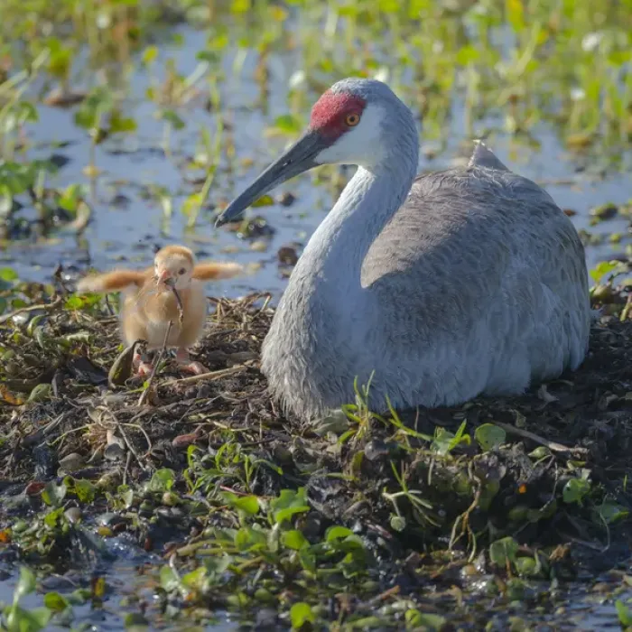 Framed Print : Sandhill crane feeding first colt a dragonfly, Grus canadensis, Florida, wild, sequence Framed Print : Sandhill crane feeding first colt a dragonfly, Grus canadensis, Florida, wild, sequence