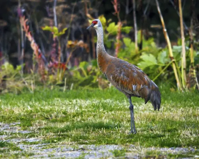 Framed Print : Sandhill Crane feeding behind Wasabi Restaurant; Homer; Alaska; USA