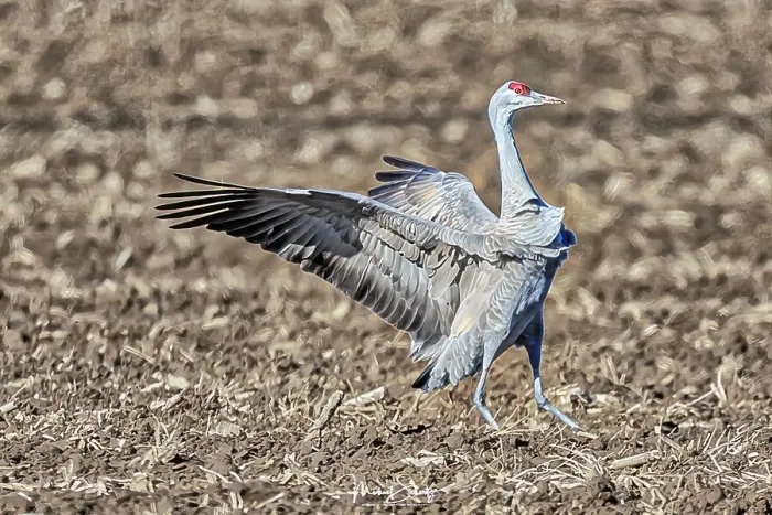 Framed Print : Sandhill crane in the fields around Othello, Washington State Framed Print : Sandhill crane in the fields around Othello, Washington State