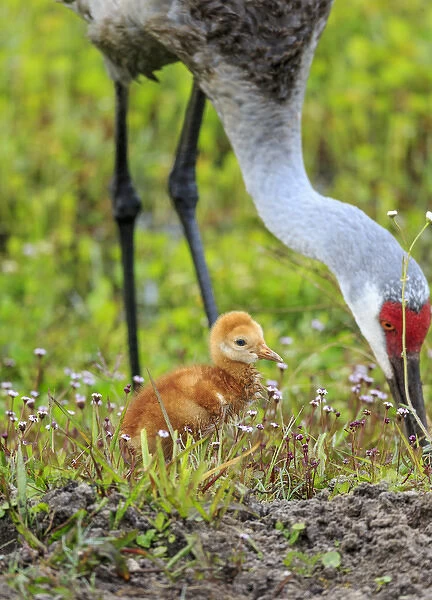 Sandhill crane with first colt out foraging, Grus canadensis, Florida, wild