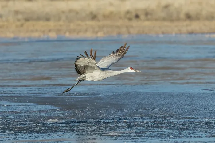 Framed Print : A sandhill crane flies over a mostly frozen pond at Bosque del Apache National Wildlife Refuge, New Mexico, where they spend the winter months