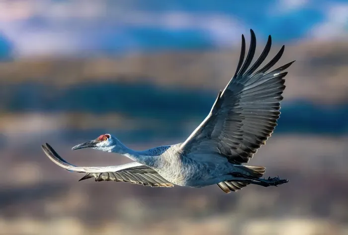 Framed Print : A sandhill crane flies over the landscape of Bosque del Apache National Wildlife Refuge, New Mexico, where they spend the winter months Framed Print : A sandhill crane flies over the landscape of Bosque del Apache National Wildlife Refuge, New Mexico, where they spend the winter months