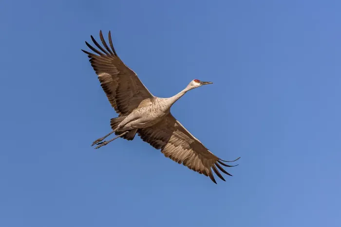 Framed Print : Sandhill crane in flight. Bosque del Apache National Wildlife Refuge, New Mexico Framed Print : Sandhill crane in flight. Bosque del Apache National Wildlife Refuge, New Mexico