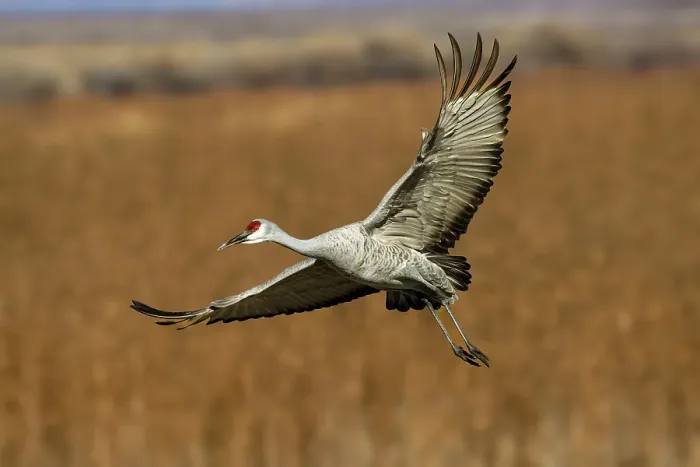 Framed Print : Sandhill crane in flight. Bosque del Apache National Wildlife Refuge, New Mexico