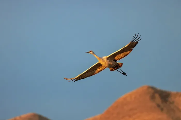 Framed Print : Sandhill crane in flight. Bosque del Apache National Wildlife Refuge, New Mexico Framed Print : Sandhill crane in flight. Bosque del Apache National Wildlife Refuge, New Mexico
