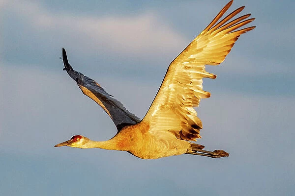 Sandhill crane in flight in the Flathead Valley, Montana, USA