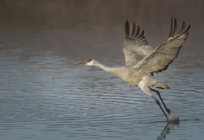 Framed Print : Sandhill crane in flight, grus canadensis, Bosque del Apache National Wildlife Refuge Framed Print : Sandhill crane in flight, grus canadensis, Bosque del Apache National Wildlife Refuge