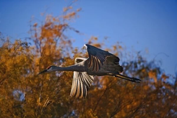Sandhill Crane in flight, Grus canadensis, Bosque Del Apache National Wildlife Refuge