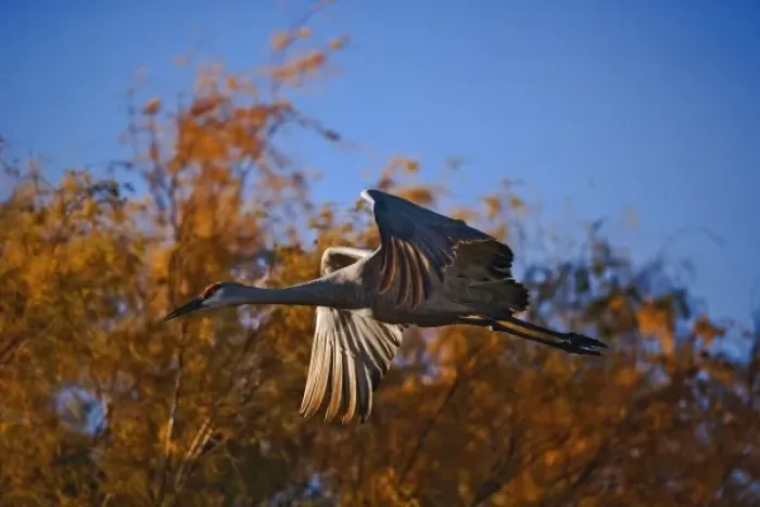 Framed Print : Sandhill Crane in flight, Grus canadensis, Bosque Del Apache National Wildlife Refuge
