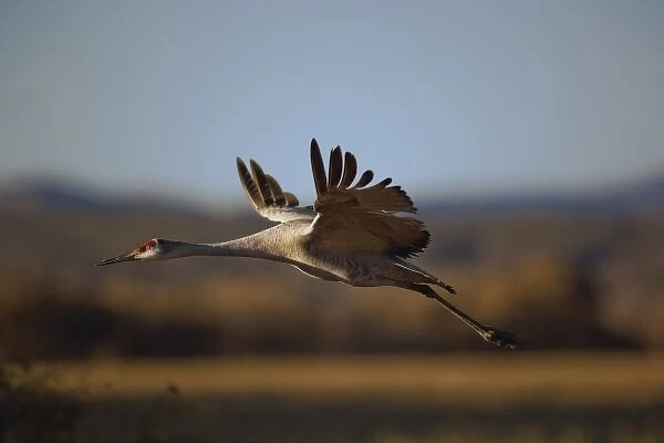 Sandhill Crane in flight, Grus canadensis, Bosque Del Apache National Wildlife Refuge