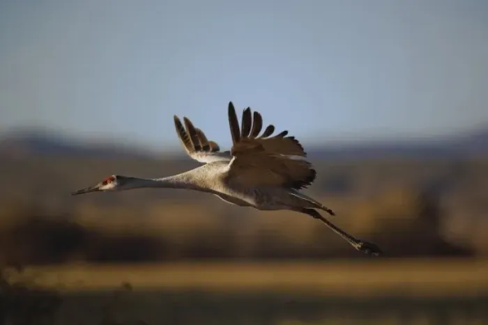 Framed Print : Sandhill Crane in flight, Grus canadensis, Bosque Del Apache National Wildlife Refuge Framed Print : Sandhill Crane in flight, Grus canadensis, Bosque Del Apache National Wildlife Refuge