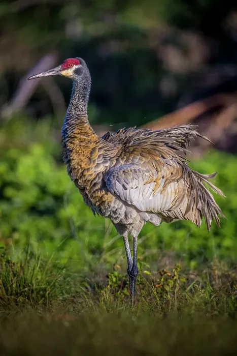 Framed Print : A sandhill crane fluffs its feathers, before setting them into perfect arrangement