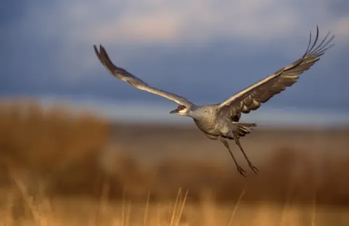Framed Print : Sandhill crane flying at Bosque del Apache, New Mexico Framed Print : Sandhill crane flying at Bosque del Apache, New Mexico