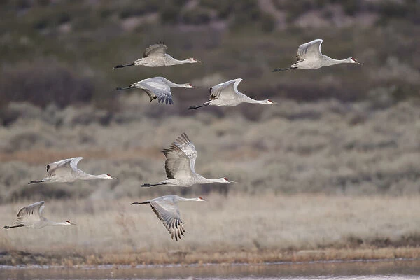 Sandhill crane flying. Bosque del Apache National Wildlife Refuge, New Mexico