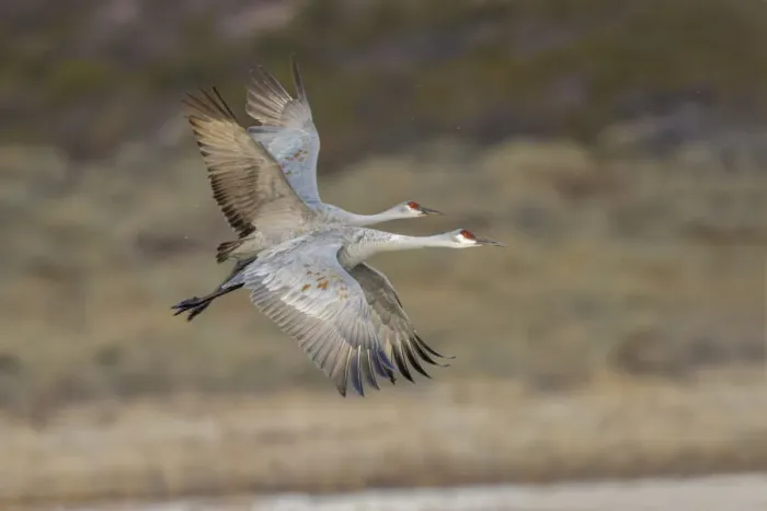 Framed Print : Sandhill crane flying. Bosque del Apache National Wildlife Refuge, New Mexico Framed Print : Sandhill crane flying. Bosque del Apache National Wildlife Refuge, New Mexico