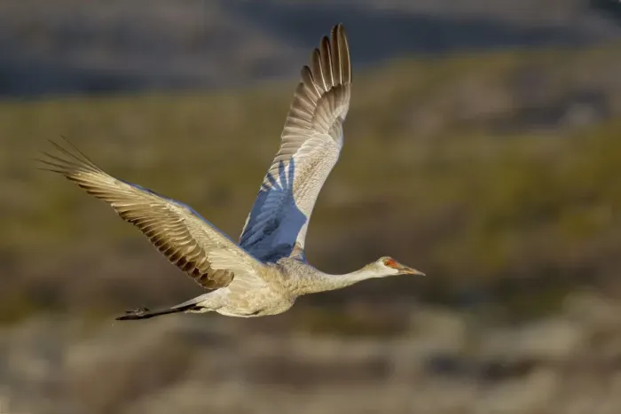 Framed Print : Sandhill crane flying. Bosque del Apache National Wildlife Refuge, New Mexico Framed Print : Sandhill crane flying. Bosque del Apache National Wildlife Refuge, New Mexico