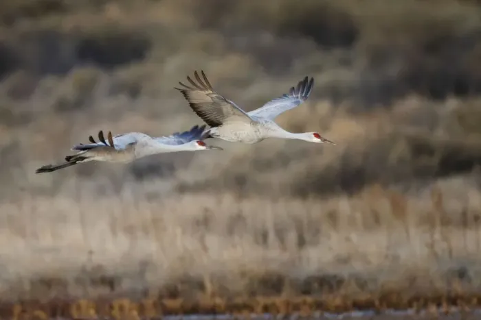 Framed Print : Sandhill crane flying. Bosque del Apache National Wildlife Refuge, New Mexico