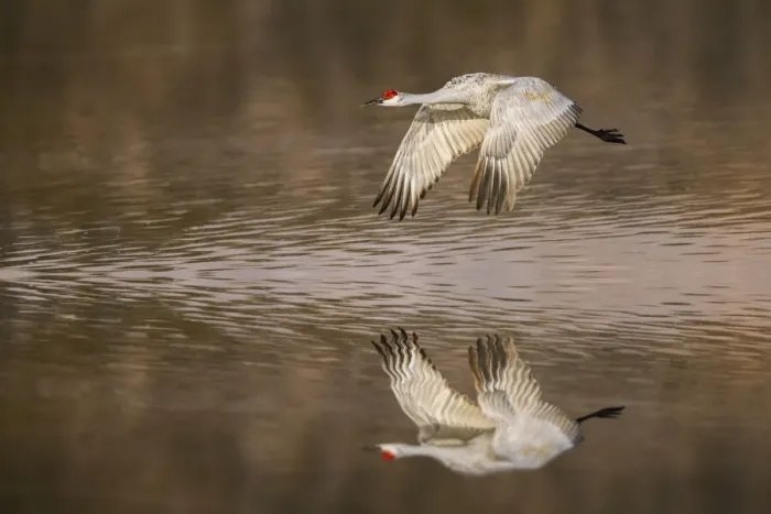 Framed Print : Sandhill crane flying. Bosque del Apache National Wildlife Refuge, New Mexico Framed Print : Sandhill crane flying. Bosque del Apache National Wildlife Refuge, New Mexico