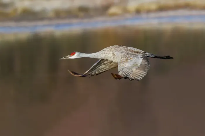 Framed Print : Sandhill crane flying. Bosque del Apache National Wildlife Refuge, New Mexico Framed Print : Sandhill crane flying. Bosque del Apache National Wildlife Refuge, New Mexico