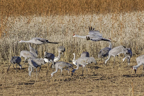 Sandhill crane flying a crop field. Bosque del Apache National Wildlife Refuge, New Mexico