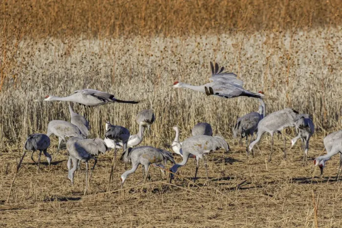 Framed Print : Sandhill crane flying a crop field. Bosque del Apache National Wildlife Refuge, New Mexico