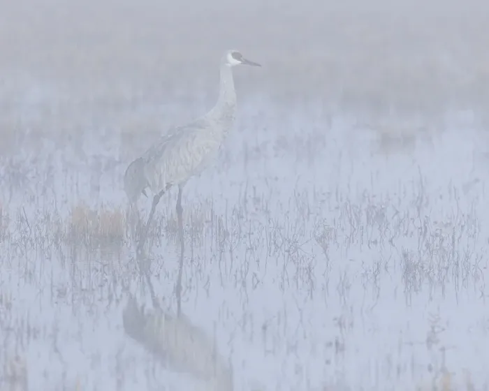 Framed Print : Sandhill crane, foggy morning, Bosque del Apache National Wildlife Refuge, New Mexico Framed Print : Sandhill crane, foggy morning, Bosque del Apache National Wildlife Refuge, New Mexico