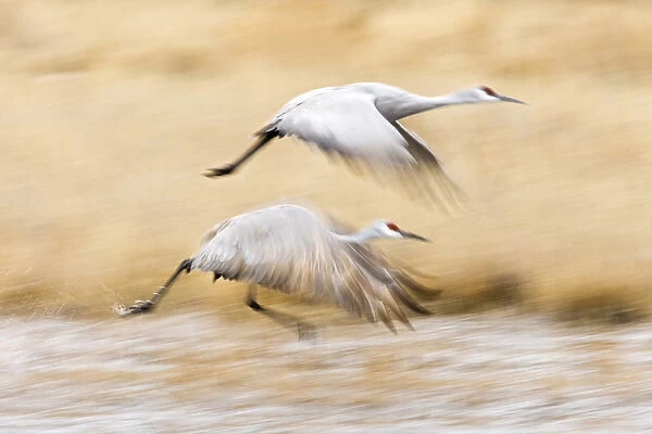 Sandhill Crane (Grus canadensis) in running take-off from roost at Bosque del Apache