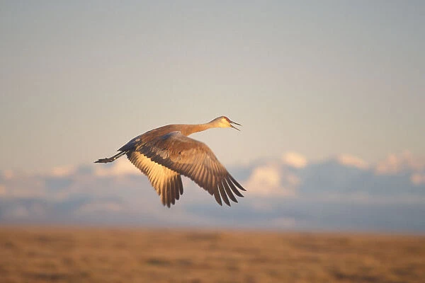sandhill crane, Grus canadensis, in flight in the 1002 area of the Arctic National Wildlife Refuge